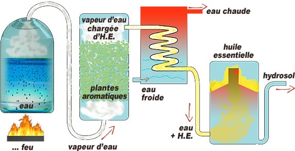 Schéma d'un alambic pour une extraction à la vapeur d'eau d'une huile essentielle